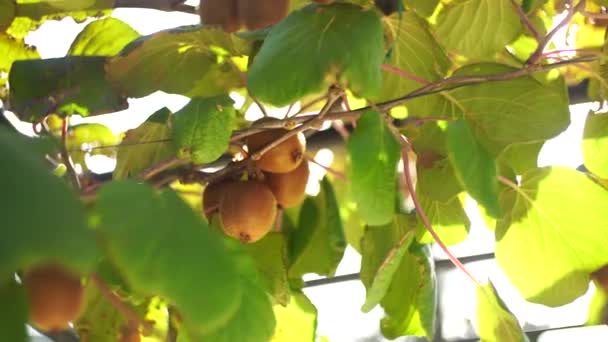 Kiwi frutas em um galho de árvore e chama de sol . — Vídeo de Stock