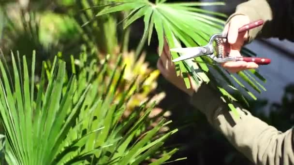 Bahçıvan bahçede bir secateur ile palmiye dallarını keser.. — Stok video