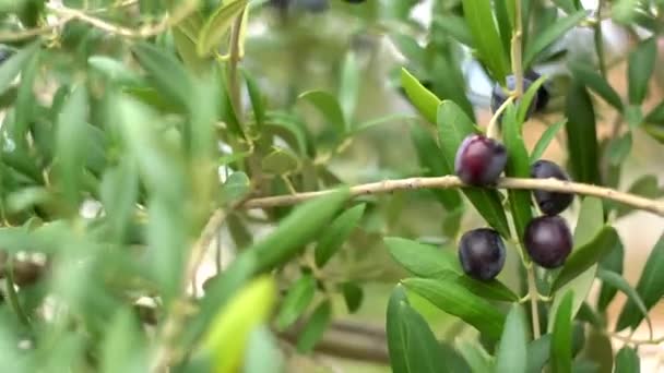 Zralé černé olivy na větvích stromu. — Stock video