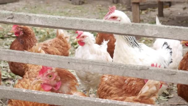Pollos ponedoras marrones y blancos en un paddock de madera en el pueblo, en pastoreo libre . — Vídeo de stock