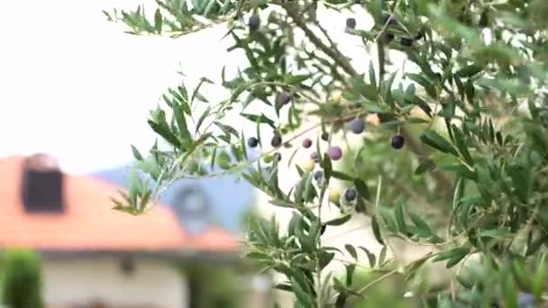 Aceitunas negras maduras en las ramas del árbol. — Vídeos de Stock