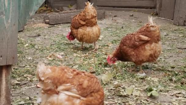 Braune Hühner spazieren im Herbst über den Hof im Dorf. — Stockvideo