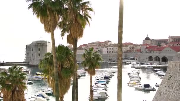 De oude haven is Porporela, vlakbij de muren van de oude stad Dubrovnik, Kroatië. Het uitzicht vanaf de ingang van de stad, door hoge palmbomen. Aangemeerde boten en jachten in de buurt van de stad. — Stockvideo