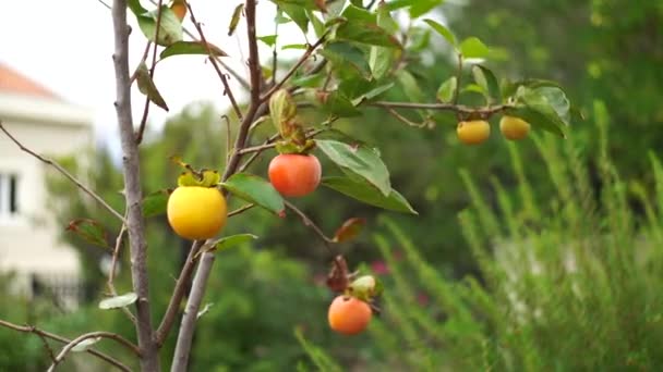 Жовті та оранжеві стиглі особини на гілках дерев . — стокове відео
