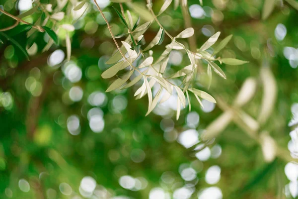 Detailní záběr na olivovou ratolest na zeleném rozmazaném pozadí bokeh. — Stock fotografie