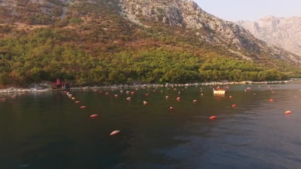 몬테네그로 의 코토르 만에 있는 홍합 농장 위를 날고 있는 드론. — 비디오