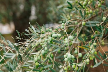 Birçok büyük zeytin ağacı, yaprakların arasında dallar üzerinde. Büyük yeşil meyveler..
