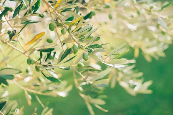 Un primer plano de olivo verde sobre una rama de árbol entre el follaje, sobre un fondo verde . — Foto de Stock