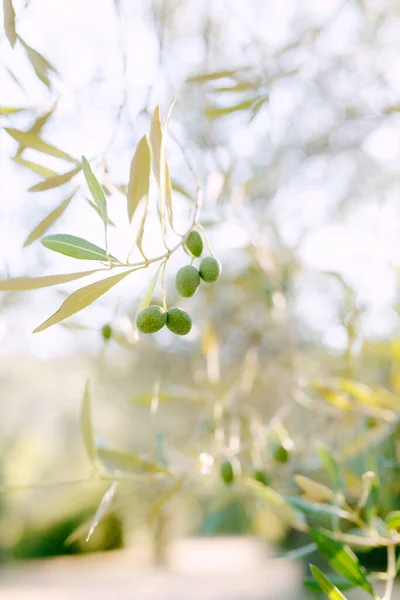 Ένα κοντινό πλάνο πράσινου καρπού στα κλαδιά του δέντρου ανάμεσα στο φύλλωμα. — Φωτογραφία Αρχείου