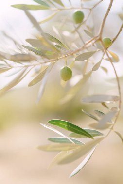 Ağacın dallarında, yaprakların arasında yeşil zeytin meyvelerinin yakın plan çekimi..