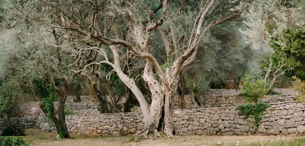 Uma grande oliveira num olival. Embarques de pedra de vários andares. Uma árvore grande com galhos alastrando . — Fotografia de Stock