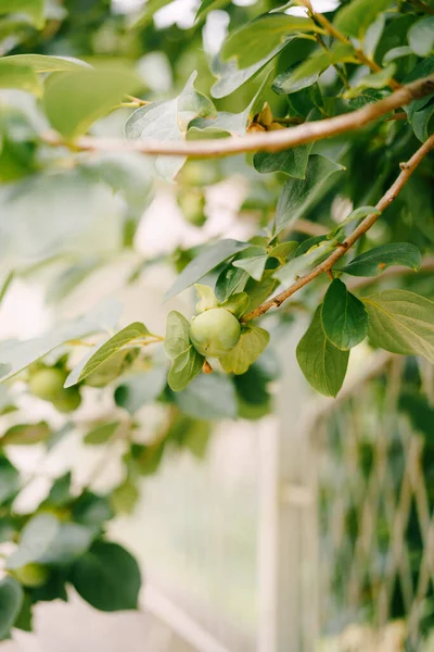 Grön persimon frukt på grenarna av trädet. — Stockfoto