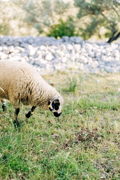 Un primer plano de ovejas con lana pastando en la hierba . — Foto de Stock