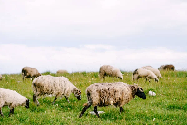 Um bando de ovelhas caminha em um campo verde . — Fotografia de Stock