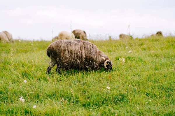 Velmi vlna ovce pasou v zeleném poli a tam je tráva na pozadí stáda. — Stock fotografie