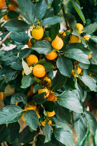 Orangefarbene und gelbe reife Kaki-Früchte auf Ästen. — Stockfoto