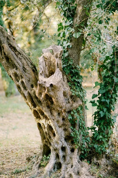 The pattern of the bark of an olive tree covered with ivy. — Stock Photo, Image