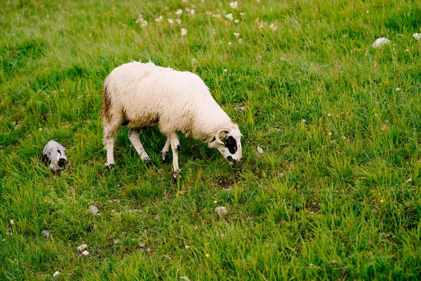 Een wit schaap graast op een weide in groen gras. — Stockfoto