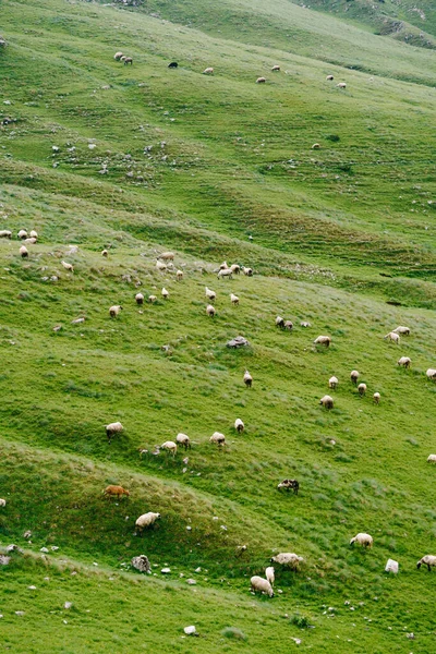 Стадо овец пасется на зеленом лугу на севере Черногории — стоковое фото