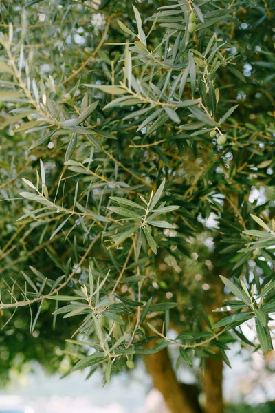 Las ramas de olivo en el árbol. Fruta verde entre el follaje . —  Fotos de Stock