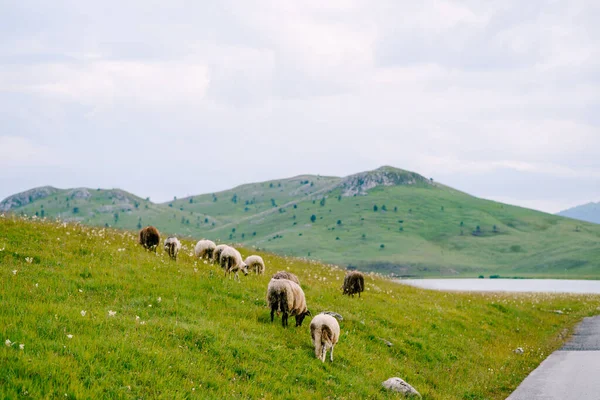 En flock får går på en grön kulle längs en asfalterad väg. — Stockfoto