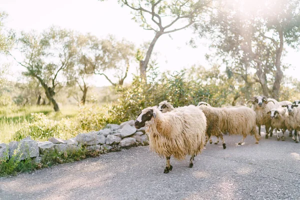 Un troupeau de moutons sans restriction se promène le long de la route dans une oliveraie. — Photo