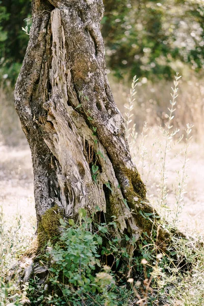 Un primer plano del pie del olivo. La textura de la corteza en el musgo . —  Fotos de Stock