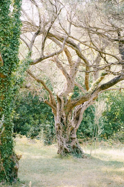 Un olivo en un bosque a la luz del atardecer . — Foto de Stock