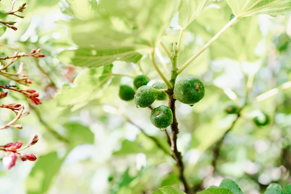 Close-up van groen vijgenfruit in regendruppels op boomtakken. — Stockfoto