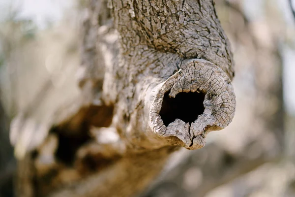 Close-up van de olijfboomtak met een holle binnenkant. — Stockfoto