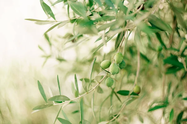 Detailní záběr zeleného olivového ovoce na větvích stromu mezi listy. — Stock fotografie