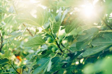 Ağaç dallarında yeşil incir meyvesi. Parlak güneş yeşillik parlaklığında.
