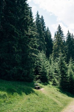 Kozalaklı bir ormanda ahşap bir bank. Yeşil yüksek ladin.. 