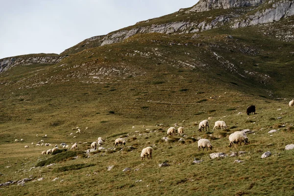 Білі вівці пасуться на тлі скелястих гір . — стокове фото