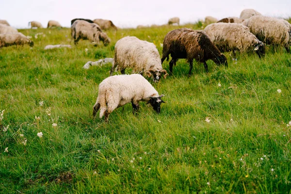 Un rebaño de ovejas pastan en una colina verde y comen hierba . — Foto de Stock