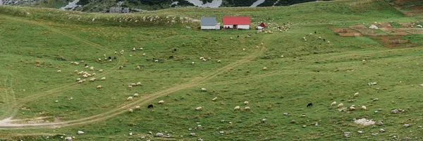 Egy birkanyáj a hegyekben lévő farmhoz közel.. — Stock Fotó