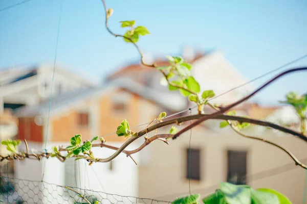 Blühende Knospen an der Kiwi-Rebe. Die Blätter des Kiwi-Baumes blühen im Frühling. — Stockfoto