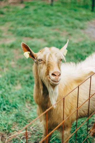Крупный план портрета козы на козлиной ферме . — стоковое фото