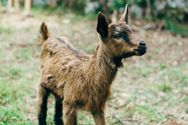 Gros plan d'une petite chèvre brune et noire. — Photo