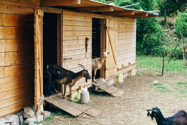 Una cabra se asoma desde un potrero en una granja de cabras . — Foto de Stock