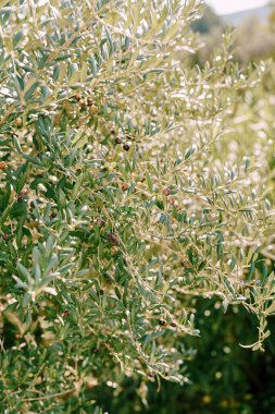 Ağacın dallarında olgun siyah zeytinler.