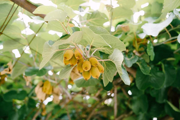 Bijna rijp kiwi fruit hangen aan een boom. — Stockfoto