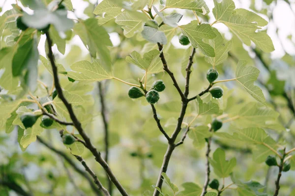 Muitos frutos de figos verdes em galhos de árvore cobertos de gotas de chuva . — Fotografia de Stock