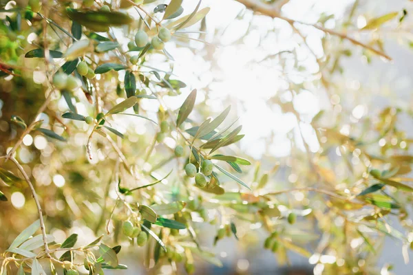 Un primer plano de aceitunas verdes en las ramas del árbol, un fondo borroso con el brillo del sol . — Foto de Stock