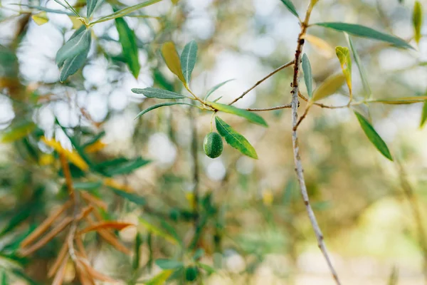 Un primer plano de olivo verde en las ramas del árbol entre el follaje. — Foto de Stock