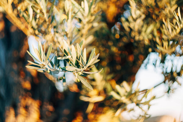 Olive branches close up on a tree, at sunset.