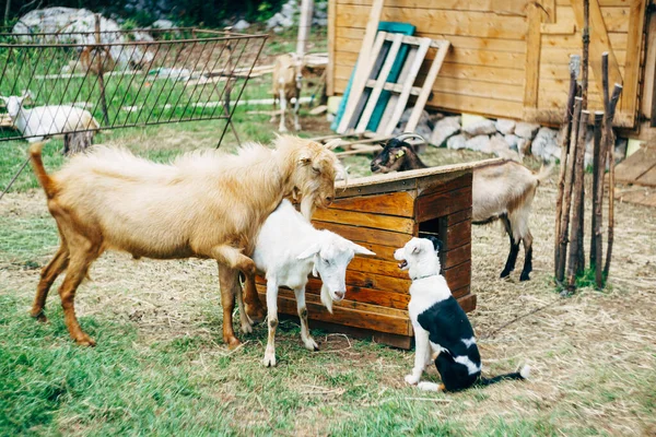 Kozy i kozy w pobliżu budy i psa na farmie kóz. — Zdjęcie stockowe