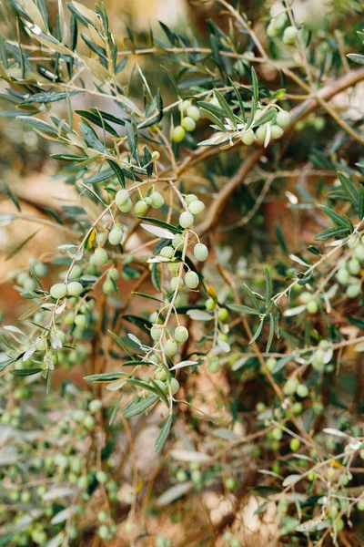 Många stora frukter av olivträd, på grenar bland lövverk. Stora gröna bär. — Stockfoto