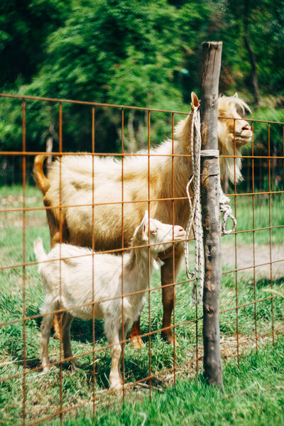 Mom is a goat and a little goat behind a fence on a goat farm.