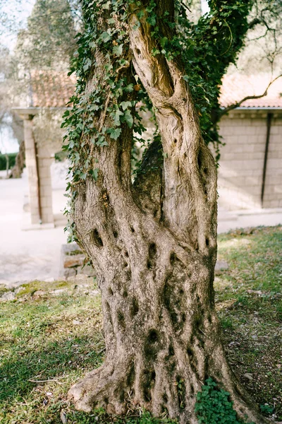 Unusual pattern of olive tree bark entwined with ivy. — Stock Photo, Image